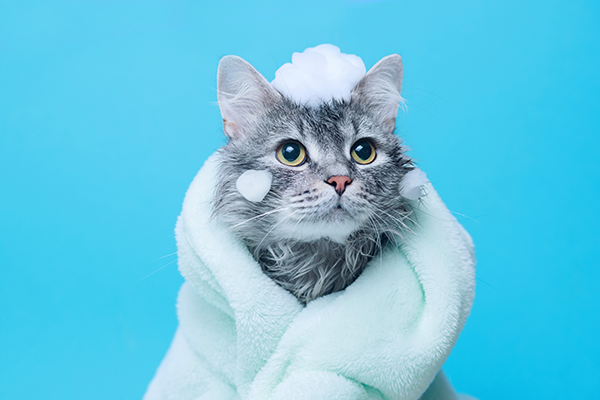 Cat Grooming