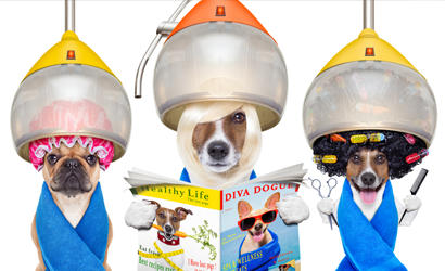 DOG GROOMING DOG GROOMING
